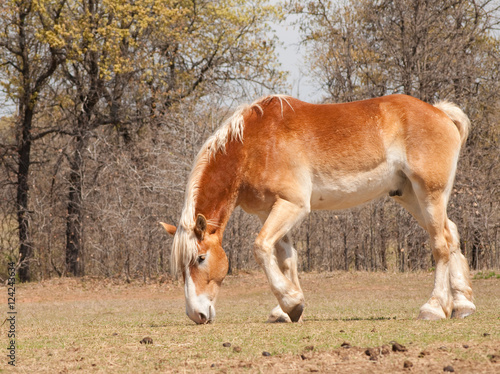 Fototapeta Naklejka Na Ścianę i Meble -  Belgian Draft horse nibbling on emerging spring grass in pasture