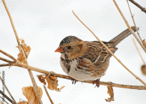 Harris's Sparrow perched on a dry flower stalk in a winter storm photo