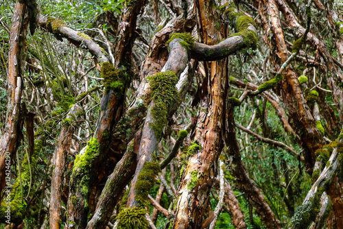 Ecuador, Nacional Park: Las Cajas 4000 masl