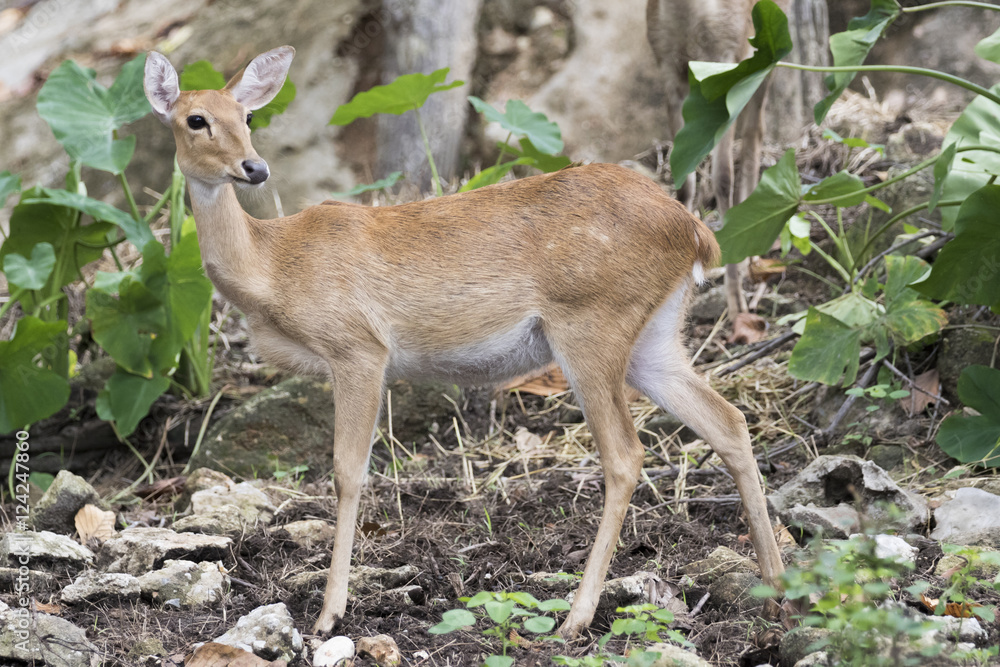 Image of young sambar deer on nature background. Image of young sambar deer on nature background.