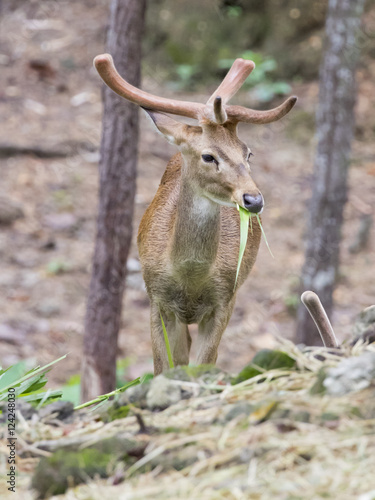 Image of young sambar deer on nature background. © yod67