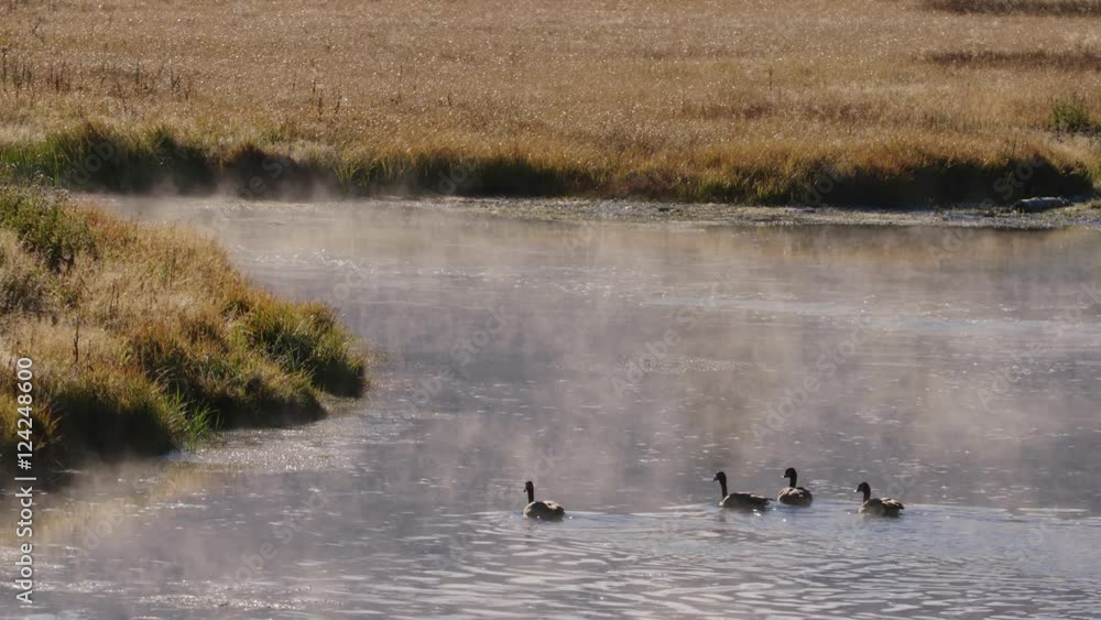 Flock of geese swimming in a river at Yellowstone National Park Flock of geese swimming in a river at Yellowstone National Park