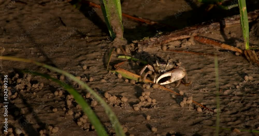 Close up of fiddler crab feeding in wet sand Close up of fiddler crab feeding in wet sand