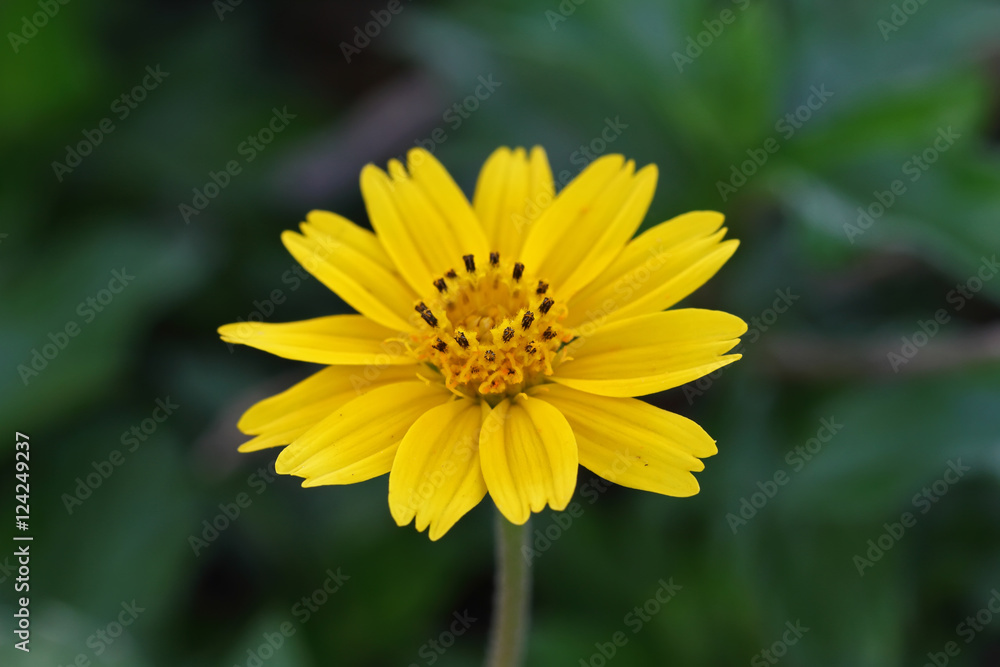 close up yellow flower and water on flower close up yellow flower and water on flower