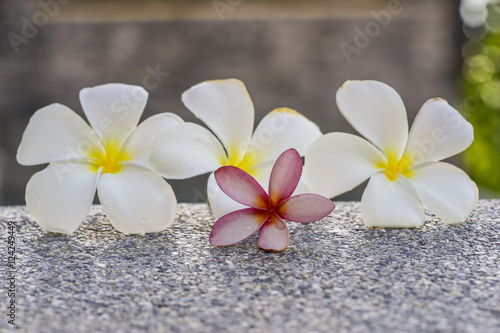 pink and white plumeria on the ground spa
