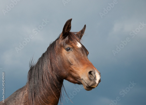 Beautiful dark bay Arabian horse against stormy skies