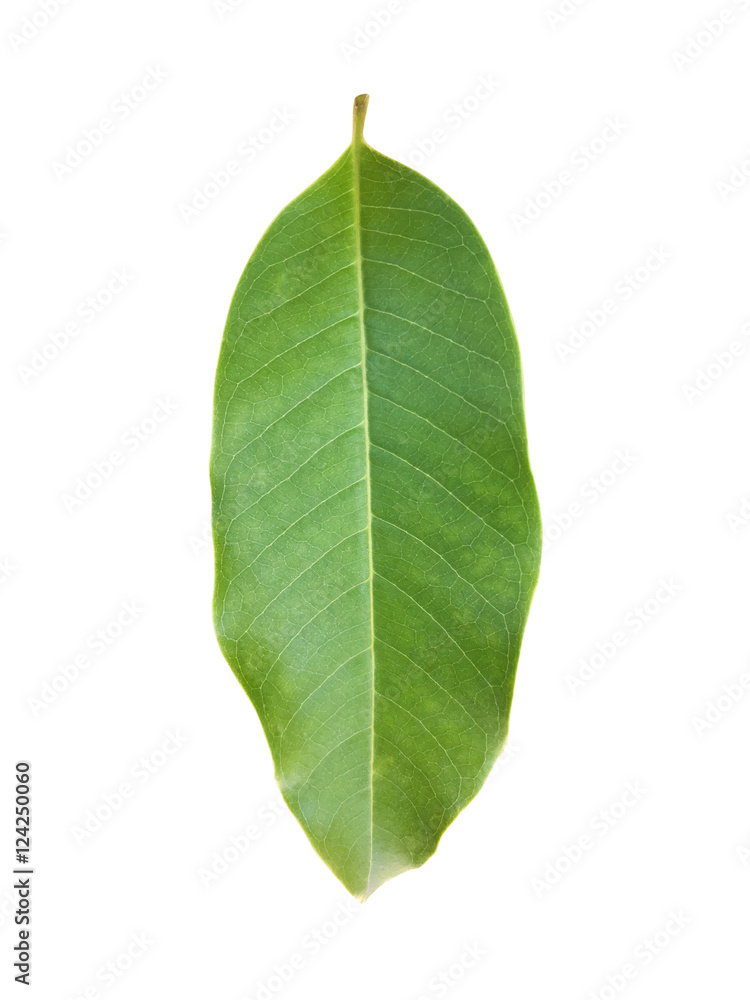 Obraz premium Leaf of white champak isolated on white
