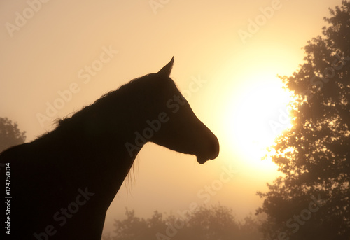 Silhouette of a beautiful Arabian horse head against fog and early morning sun  in rich sepia tone