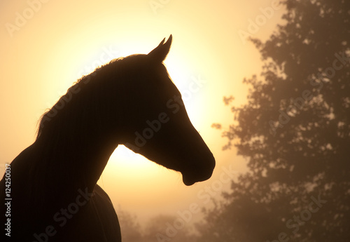 Beautiful image of a refined arabian horse s profile against heavy fog and sunrise  in rich sepia tone