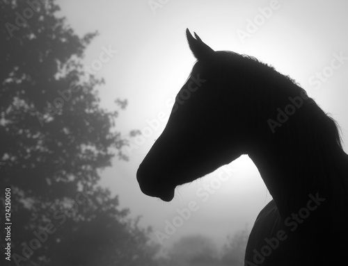 Beautiful image of a refined arabian horse's profile against heavy fog and sunrise, in black and white
