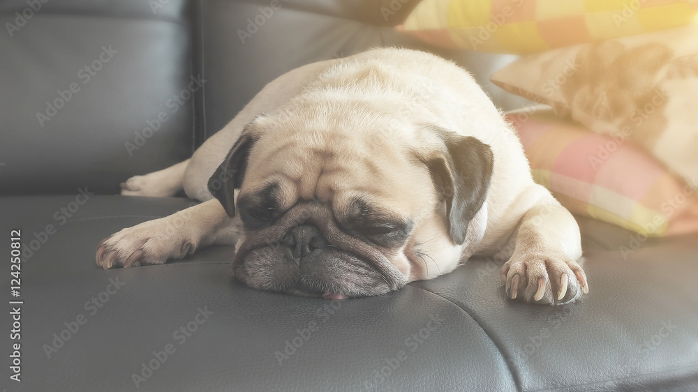 Vintage Cute dog pug puppy sleeping in sofa with warm light