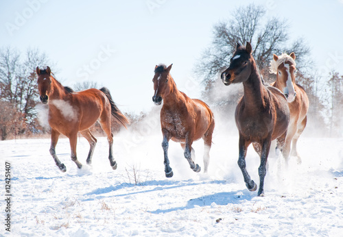 Group of horses charging in snow towards the viewer
