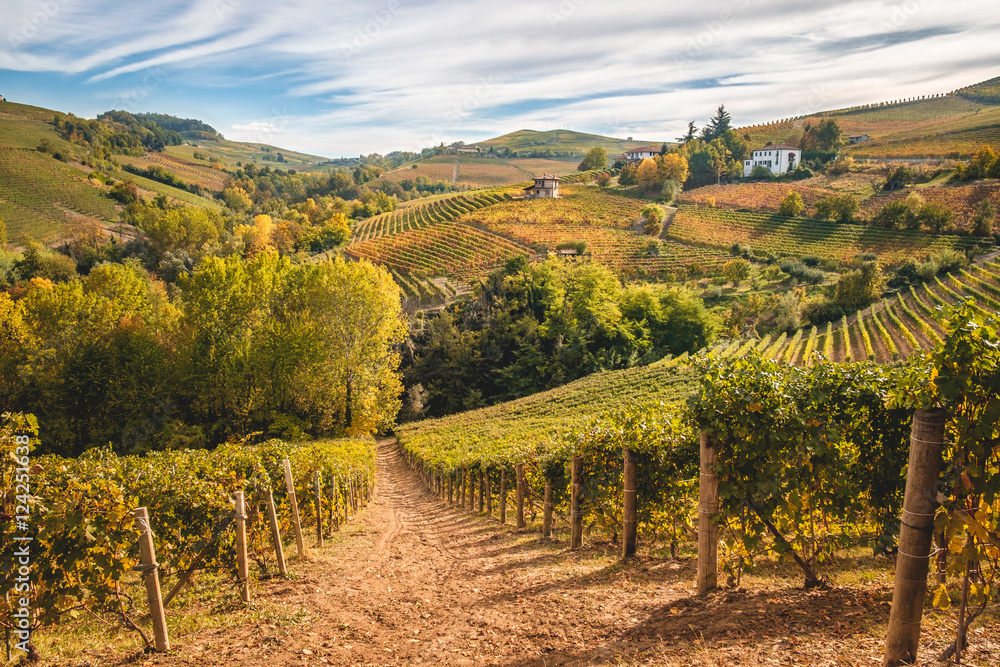 Fototapeta premium Winorośl Langhe Barolo wzgórza Barbaresco jesień, jesienne kolory. Winnice i winnice w krajobrazie Piemontu Langhe i Roero. Włochy