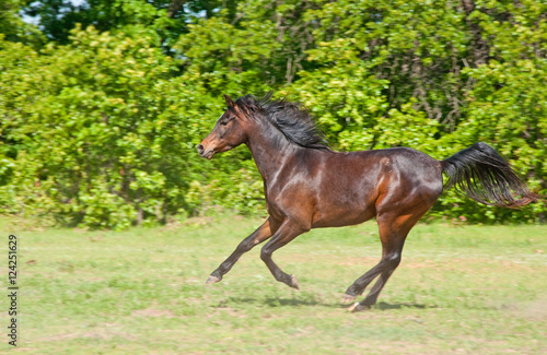 Beautiful dark bay Arabian horse galloping across a green summer pasture