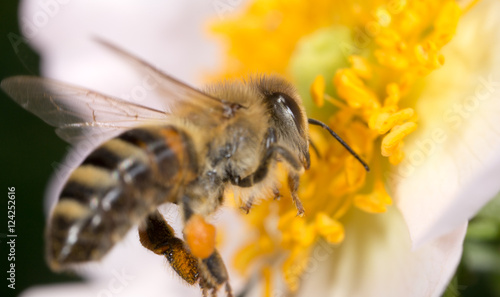 bee on a flower. macro