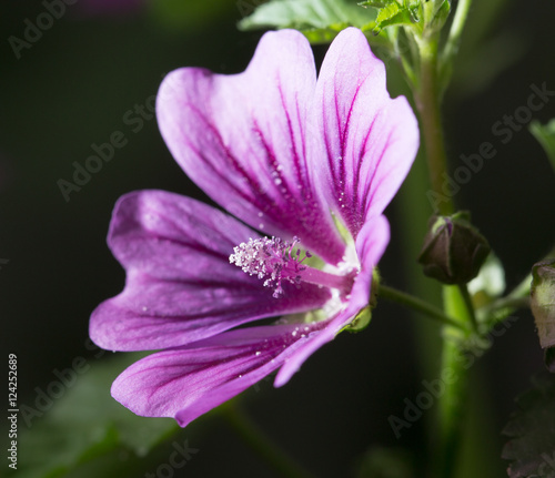 beautiful purple flower in nature