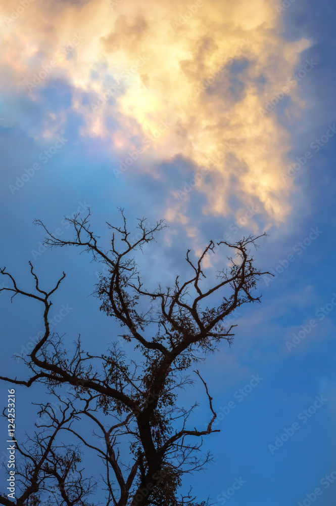 Fototapeta premium Dried dead tree against a beautiful sky