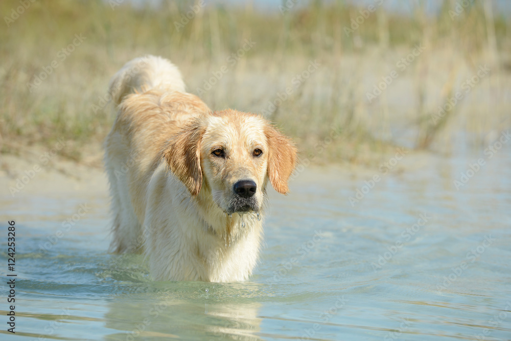 dog golden retriever standing in the lake and looking dog golden retriever standing in the lake and looking