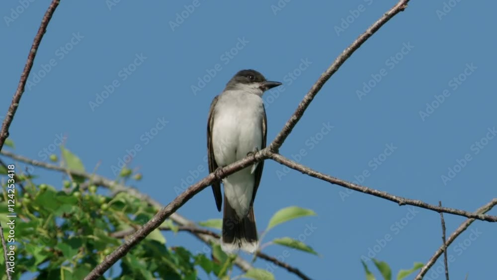 Close up of least flycatcher perching on branch Close up of least flycatcher perching on branch