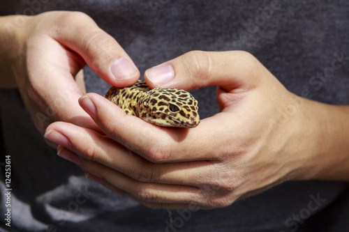 Leopard gecko being held by pet owner photo