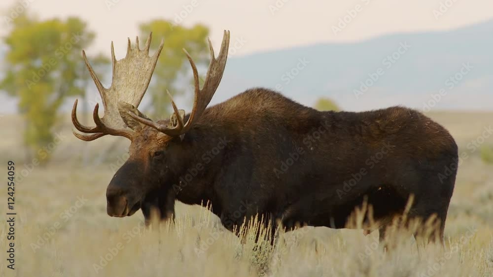 Bull moose grazing at Grand Teton National Park Bull moose grazing at Grand Teton National Park