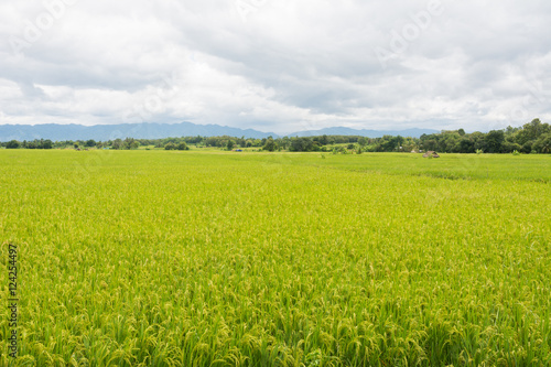 Rice field landscape on mountain  Khao Kho District Phetchabun P