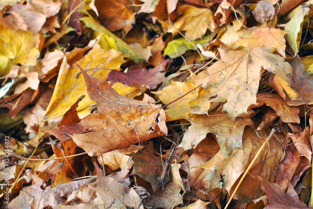 Autumn dead dry leaves background. Fall in park. Abstract autumn background. Selective focus