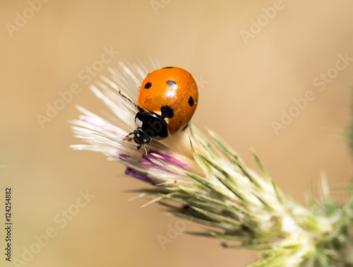 ladybird on nature. macro © schankz