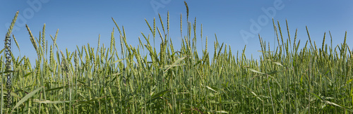 Foto Field of spelt