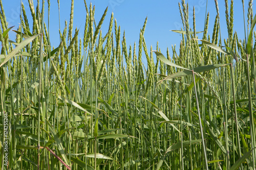 Field of spelt photo