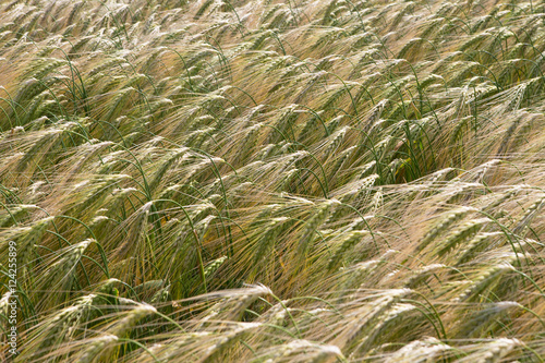 Barley. Field of grain. Farming. Wheat.  photo