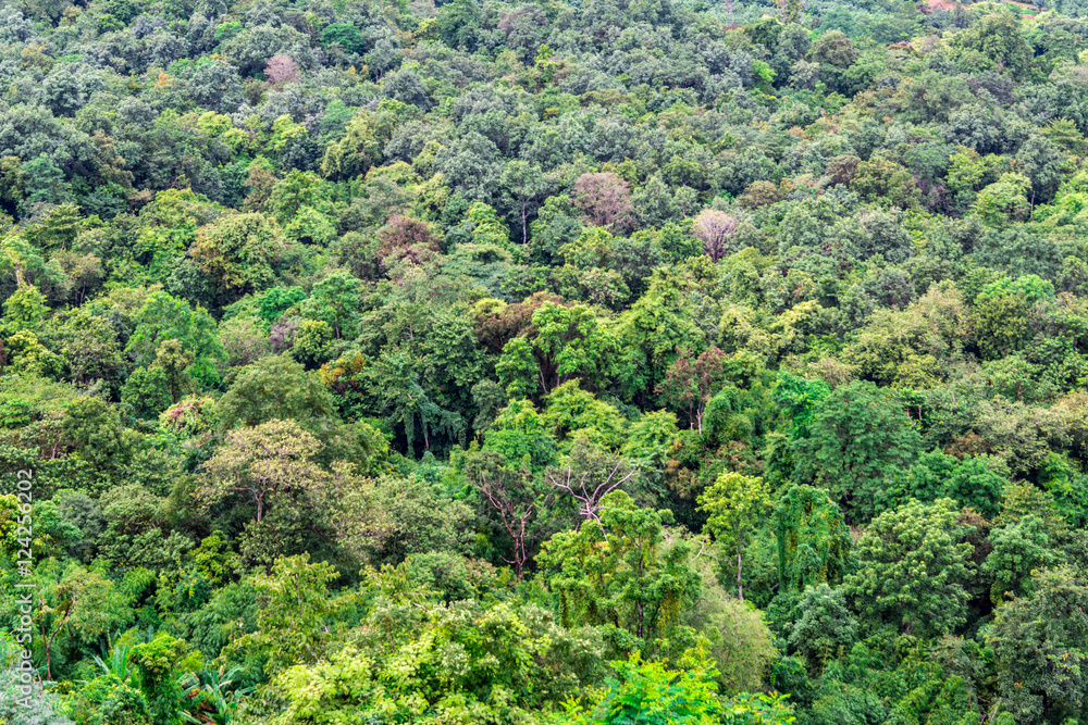 landscape of Forest at national park. Beautiful world. nature view. landscape of Forest at national park. Beautiful world. nature view.