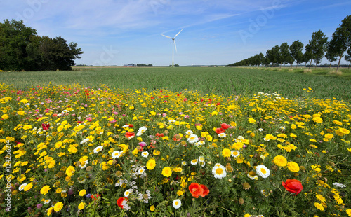 Fieldflowers with windmill, Flevopolder Netherlands.  photo