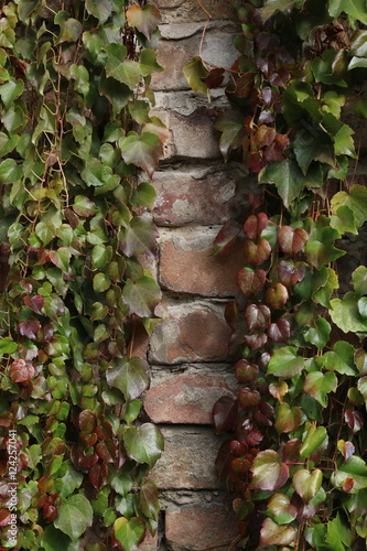 Colorful red, green autumn grape leaves on the wall of bricks