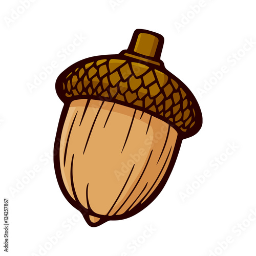 Acorn