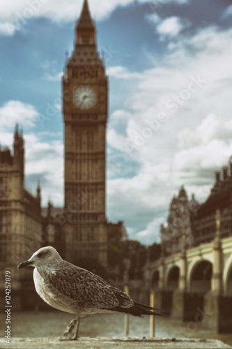 Seagull walk a view of the Big Ben, the River Thames and the Westminster Bridge, London, United Kingdom