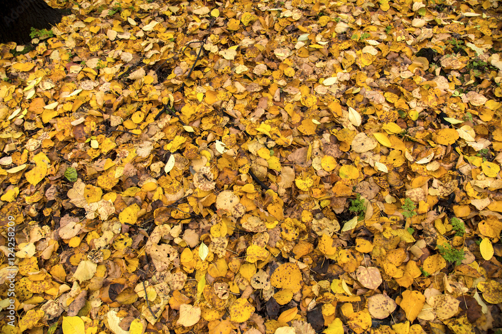 autumn leaves on the white background autumn leaves on the white background