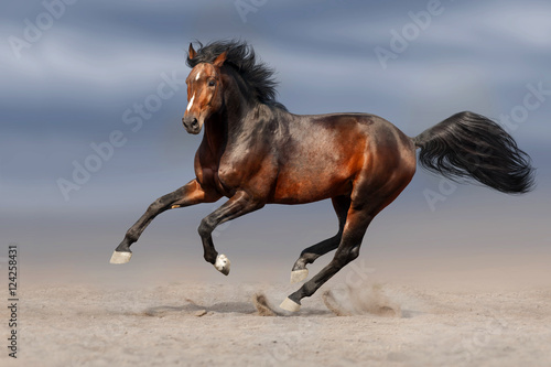 Bay stallion run gallop in sand 