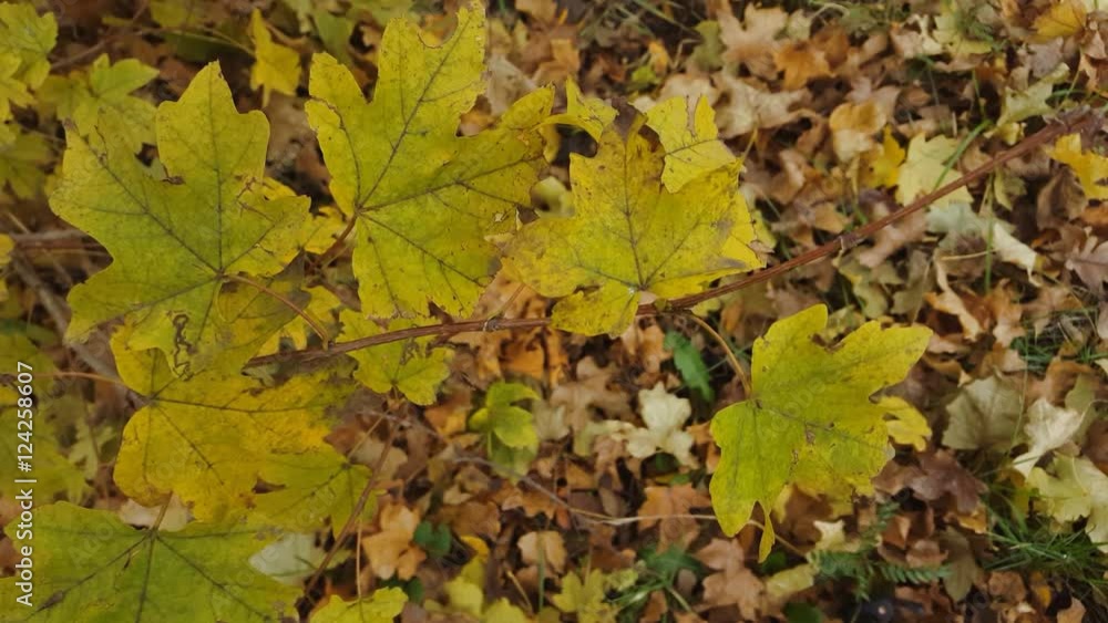 Beautiful autumn leaves macro shot. Autumn colors. Beautiful autumn leaves macro shot. Autumn colors.