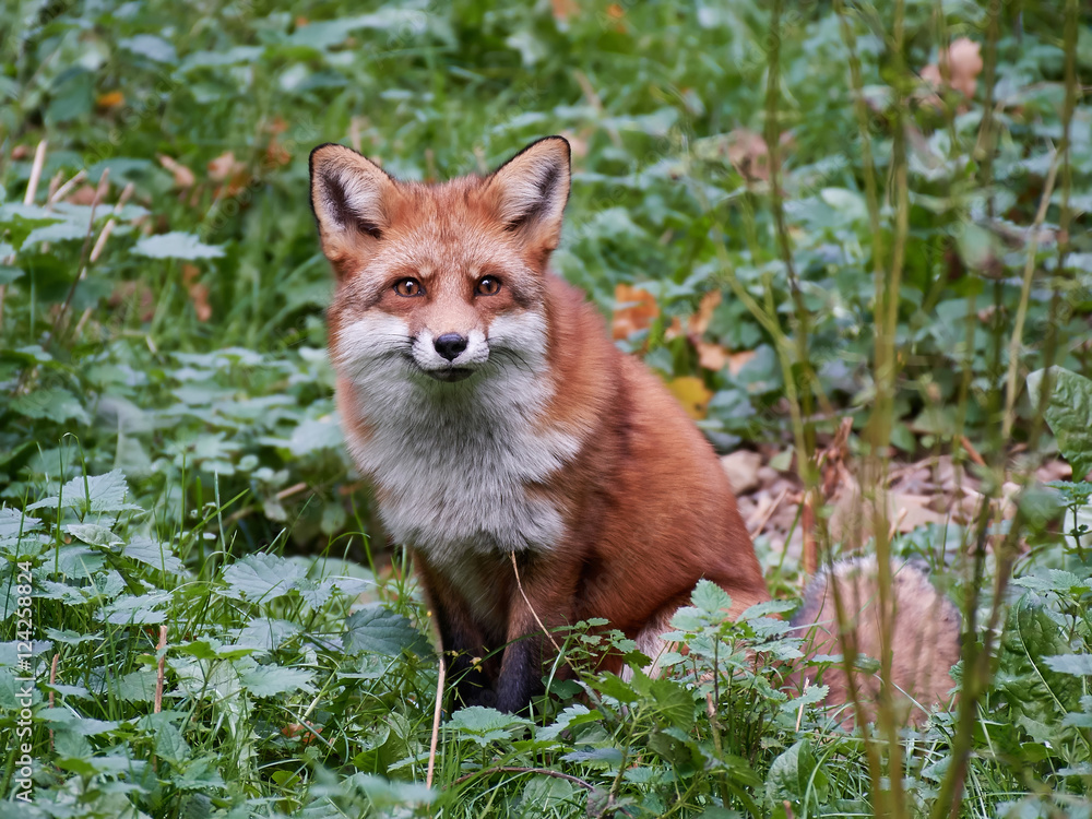 Fototapeta premium Red fox (Vulpes vulpes)