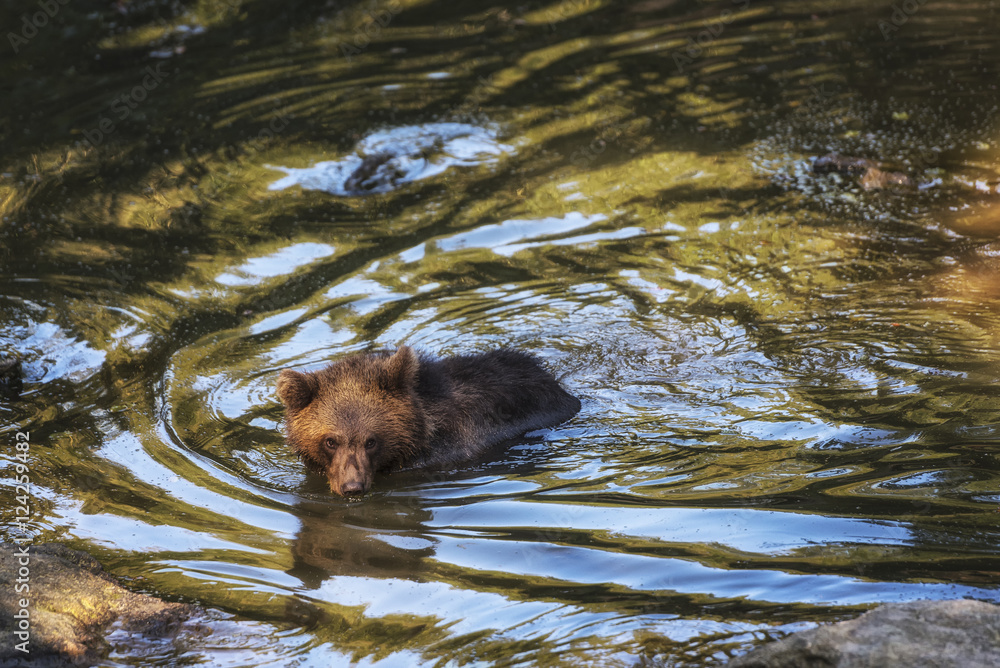 Junger Braunbär im Wasser