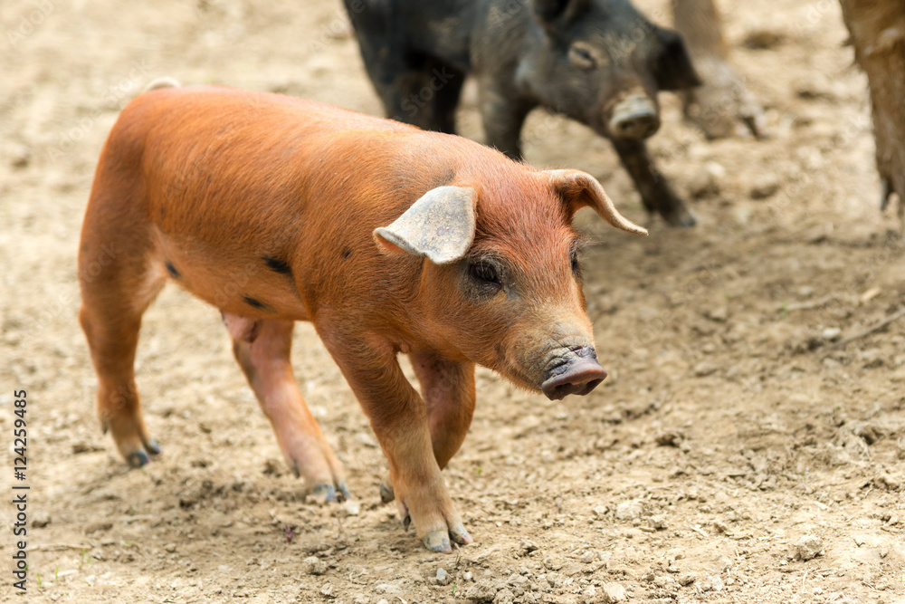 Braunes Ferkel mit schwarzen Punkten im Freilauf Braunes Ferkel mit schwarzen Punkten im Freilauf