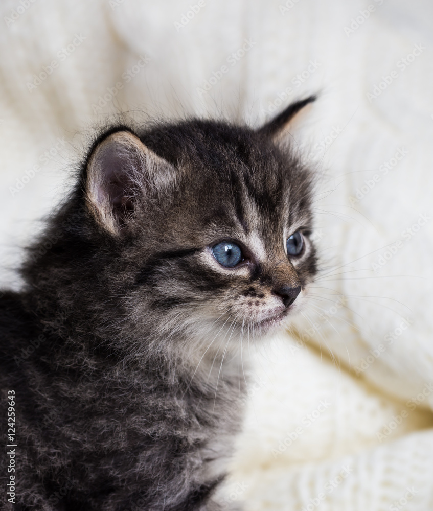 Few weeks old tabby kitten with fluffy fur and blue eyes