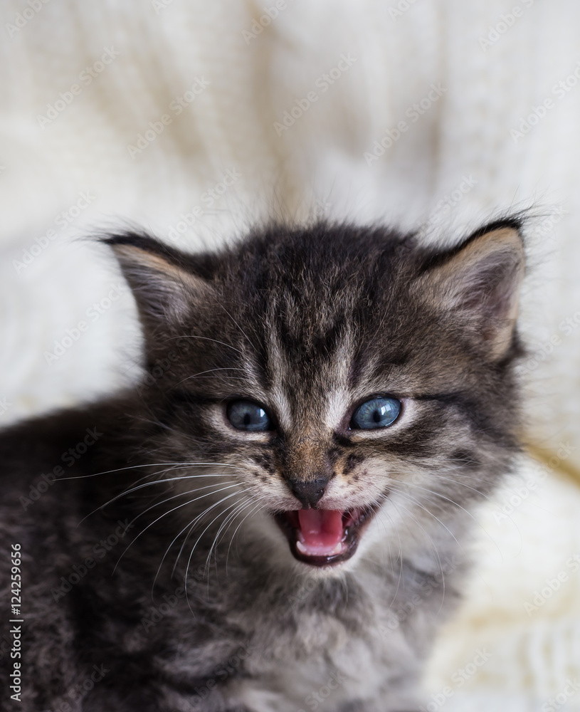 Few weeks old tabby kitten with fluffy fur and open mouth