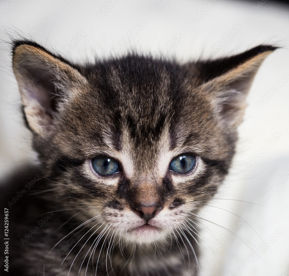 Few weeks old tabby tomcat with blue eyes