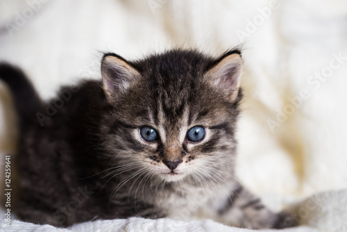 Few weeks old tabby kitten with fluffy fur