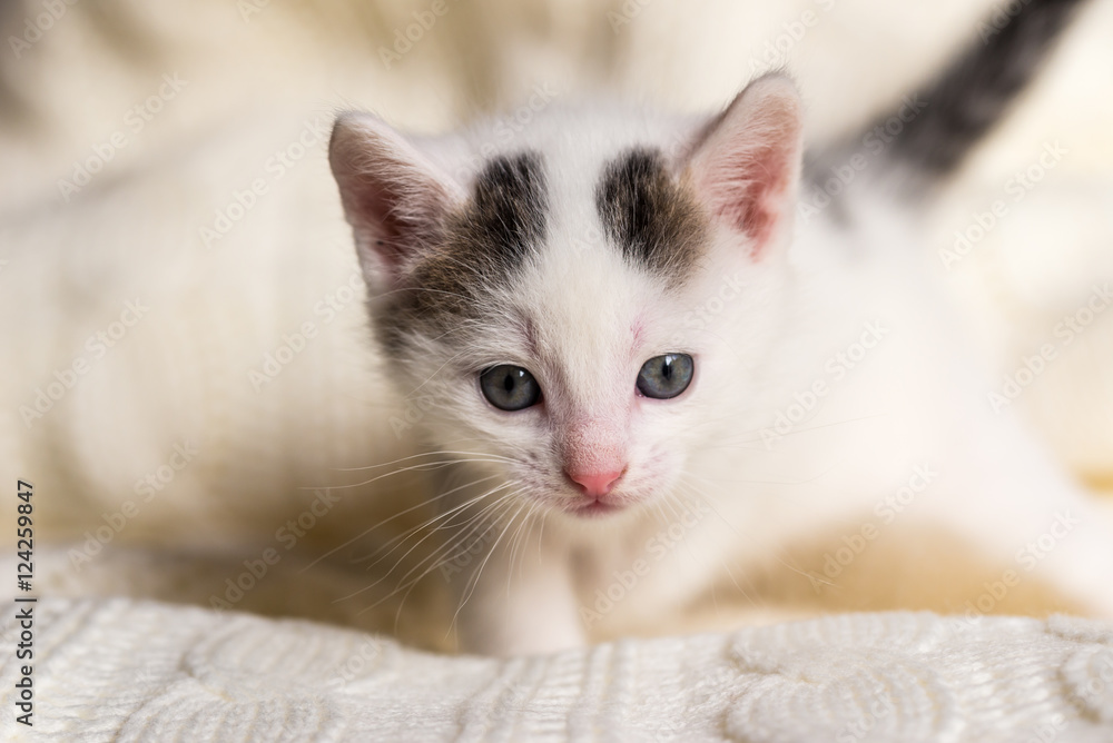 White small kitten with two dark spots on head