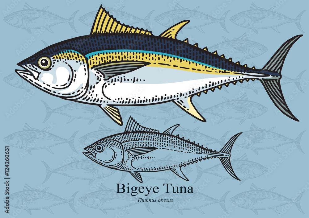 Fototapeta premium Bigeye Tuna. Vector illustration for artwork in small sizes. Suitable for graphic and packaging design, educational examples, web, etc.