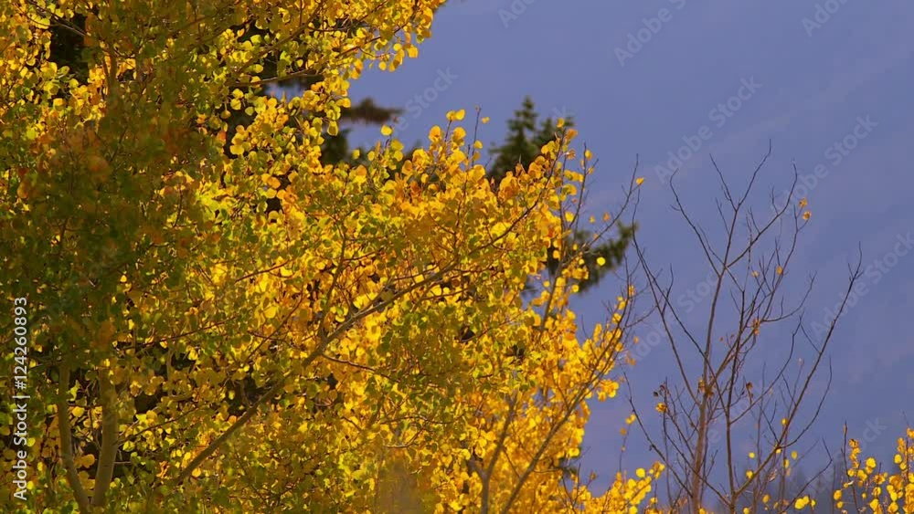 Close up of autumn trees in forest