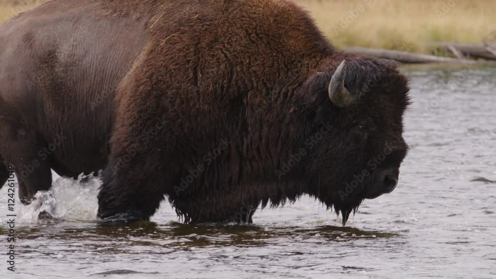 Slow motion of American bison crossing river Slow motion of American bison crossing river